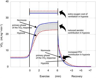 Calculation of a conversion factor for estimating the glycolytic contribution in exercise from post-exercise blood lactate concentration